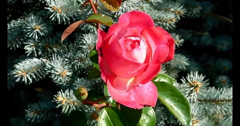 The flowers of P.V.N. Video stock 117197425