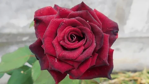 The flowers of P.V.N. Video stock 117314898
