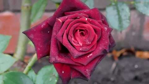 The flowers of P.V.N. Video stock 117316138