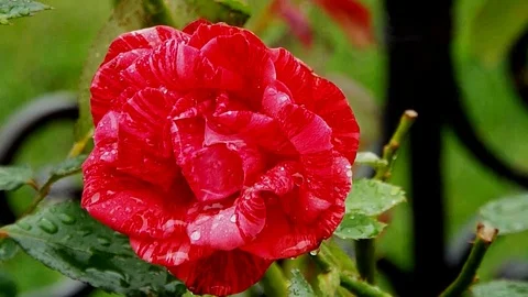The flowers of P.V.N. Video stock 117698572