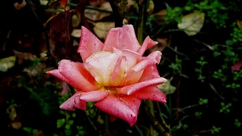 The flowers of P.V.N. Video stock 119591362