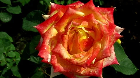 The flowers of P.V.N. Stock Footage 121629400