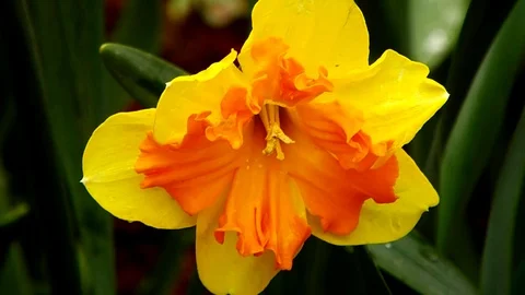 The flowers of P.V.N. Video stock 121687307