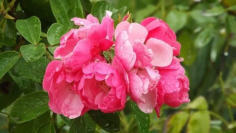 The flowers of P.V.N. Video stock 122305740