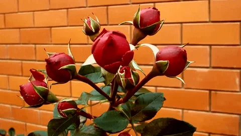 The flowers of P.V.N. Video stock 124021219