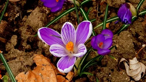 The flowers of P.V.N. Video stock 126148082