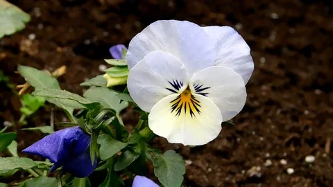 The flowers of P.V.N. Video stock 126609649