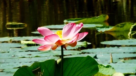 The flowers of P.V.N. Video stock 127155141