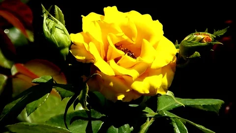 The flowers of P.V.N. Video stock 129760522