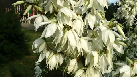The flowers of P.V.N. Video stock 134215576