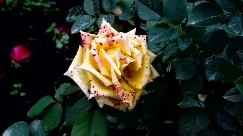 The flowers of P.V.N. Video stock 143877089