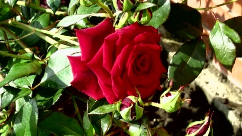 The flowers of P.V.N. Video stock 143927663