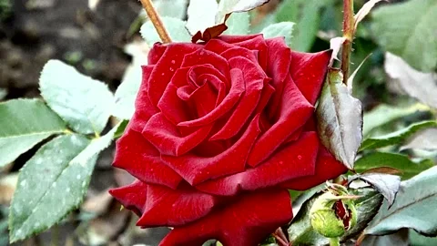 The flowers of P.V.N. Video stock 144064041