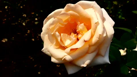 The flowers of P.V.N. Video stock 144230244