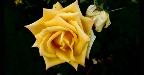 The flowers of P.V.N. Video stock 144798484