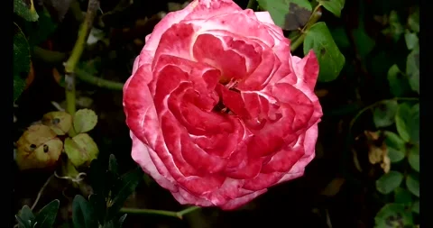 The flowers of P.V.N. Video stock 145335455