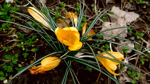 The flowers of P.V.N. Video stock 151955902