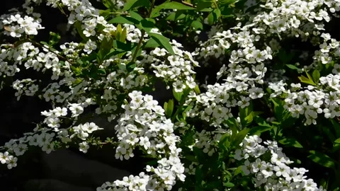 The flowers of P.V.N. Video stock 153817670