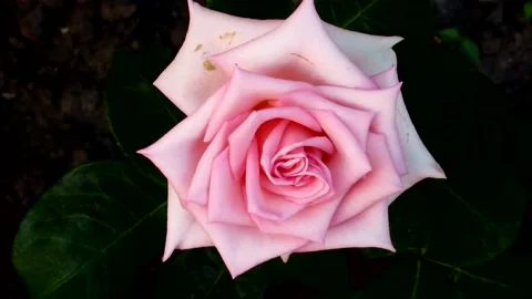 The flowers of P.V.N. Video stock 156836818