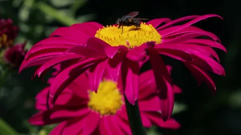Flowers of pyrethrum in closeup Stock-Footage 167322534