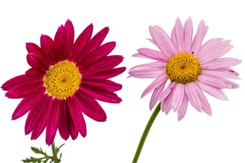 Flowers of pyrethrum, isolated on white background Stock Photos