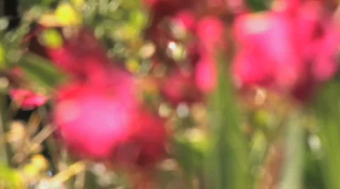 Flowers Rack Focus Video stock 612451