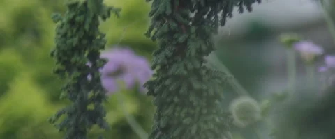 Flowers Rack Focus Stock Footage 137057660