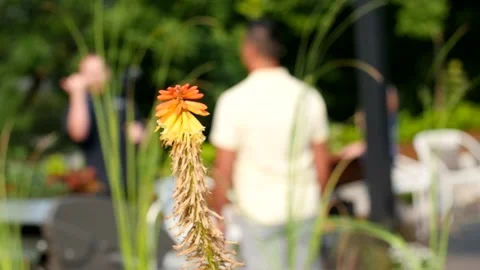 Flowers with a rack focus Stock Footage 194209854