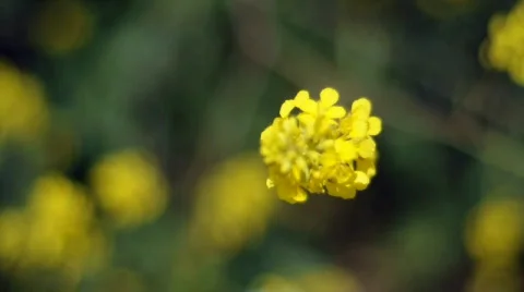 Flowers rack 库存影片 360509