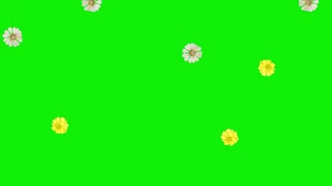 Flowers Rain Animation Video stock 303449210