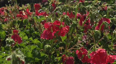 Flowers in the Rain Stock Footage 35817843