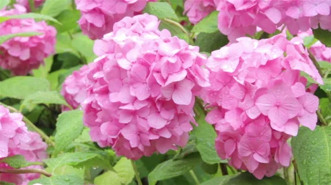 Flowers in the rain 스톡 동영상 52973981