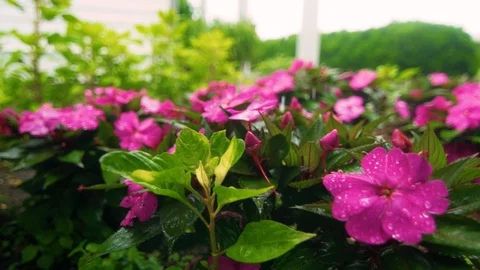 Flowers in the Rain Stock Footage 93804170
