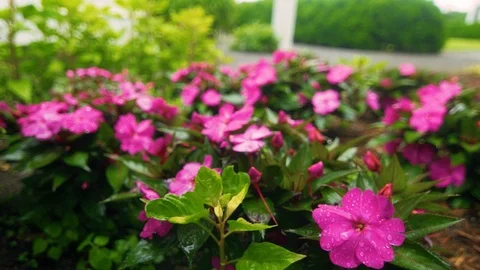 Flowers in the Rain Stock Footage 93804451