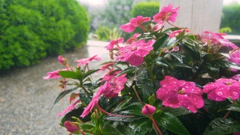 Flowers in the Rain Stock Footage 93804559