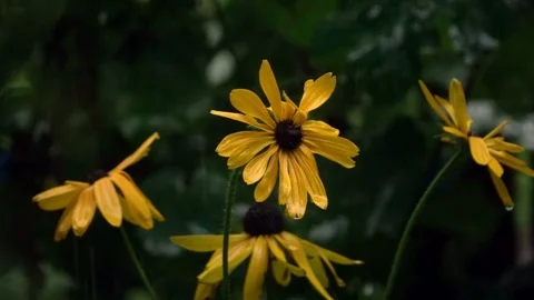 Flowers in the  rain Stock Footage 95077137