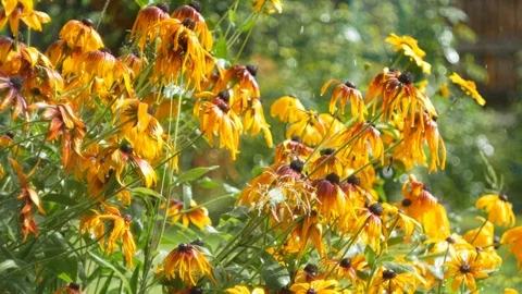 Flowers in the rain Video stock 105535859