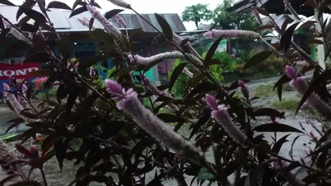 Flowers in the rain Stock Footage 237921234