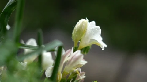 Flowers Rain SlowMo Stock Footage 87469612