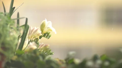 Flowers Rain SlowMo Stock Footage 87469629