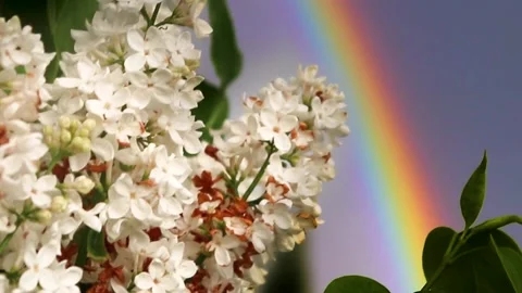 Flowers With Rainbow Stock Footage 150728312