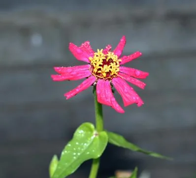 Flowers with rainwater Stock Photos