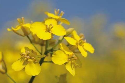 Flowers of rape Stock Photos