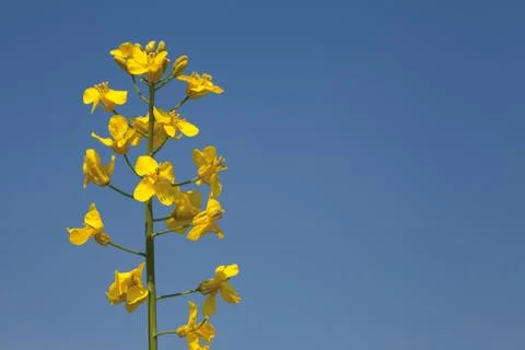 Flowers of rape Stock Photos