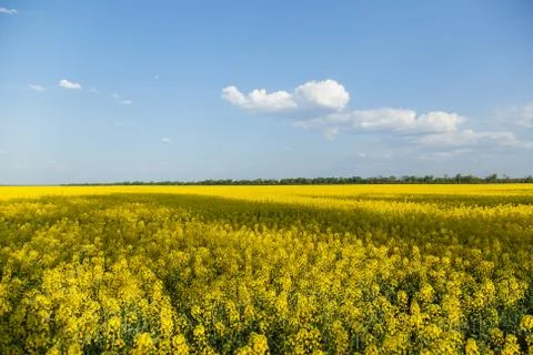 Flowers of rape Stock Photos