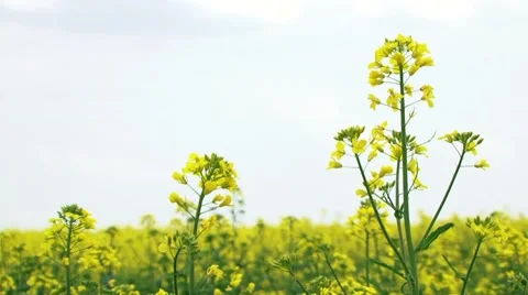 Flowers Of Rapeseed Stock Footage 52702079