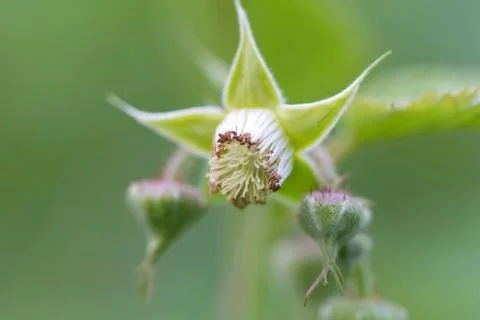 Flowers on raspberry in nature Foto stock