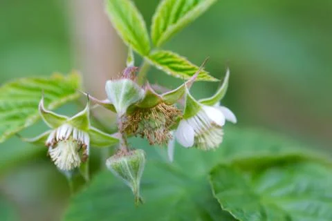Flowers on raspberry in nature Foto stock