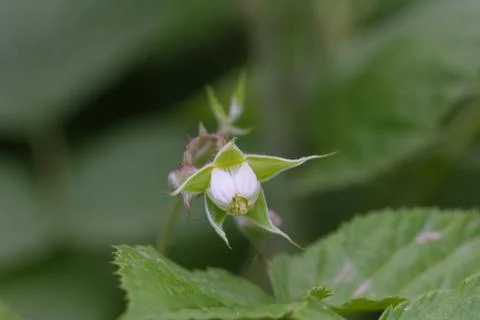 Flowers on raspberry in nature Stock Photos