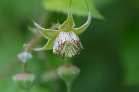 Flowers on raspberry in nature Foto stock